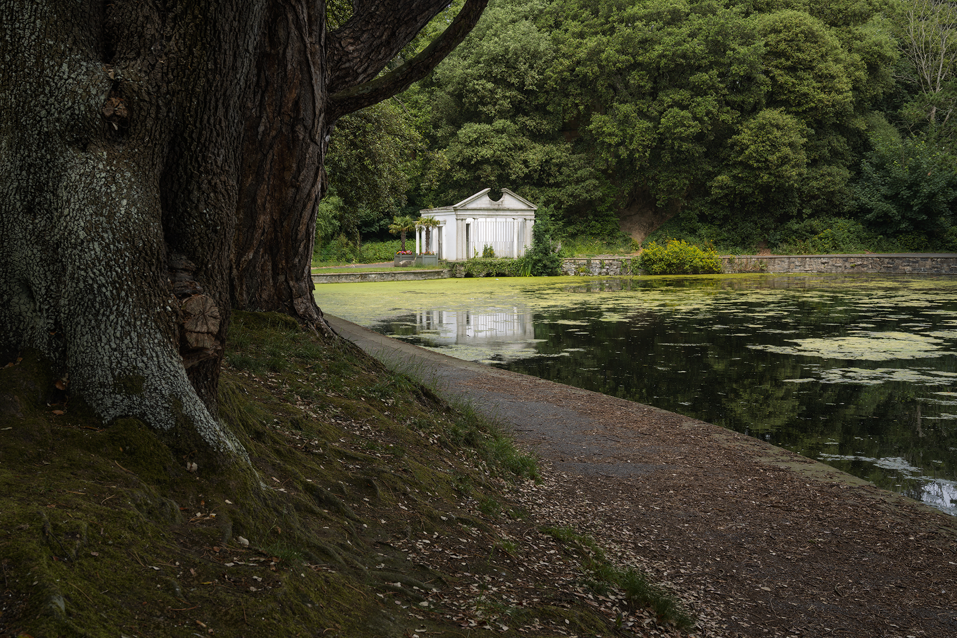 tree at pond saint annes raheny