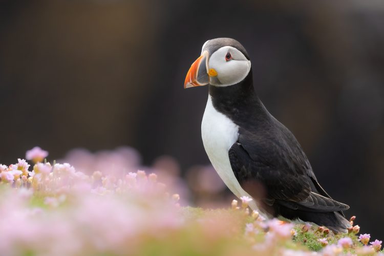atlantic puffin ireland