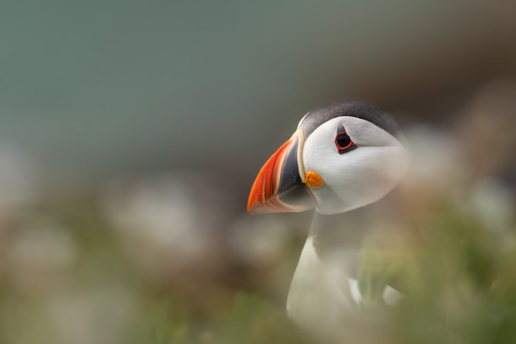 atlantic puffin