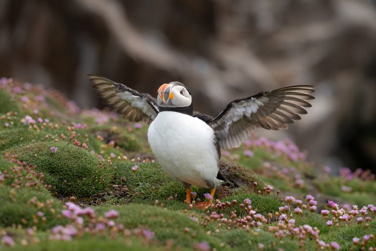puffin saltee island