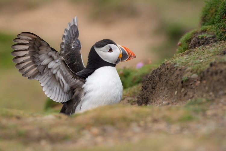 puffin flapping wings