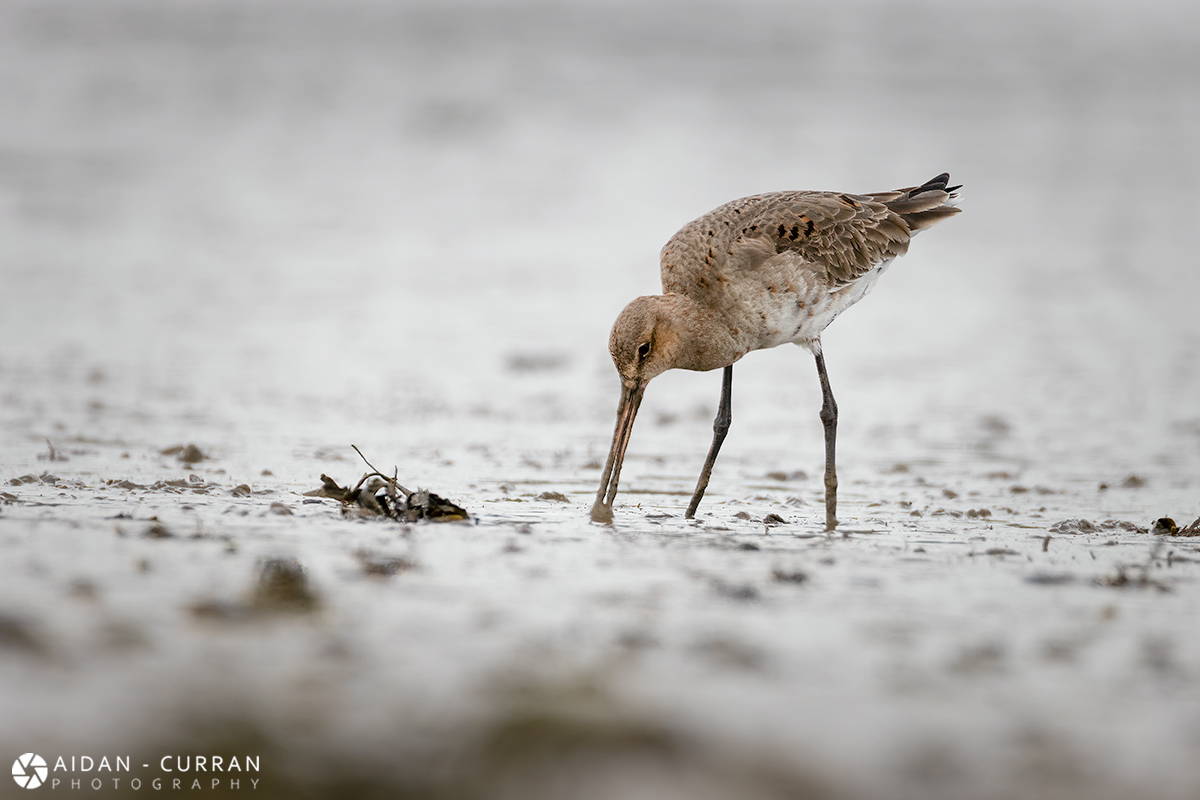 black-tailed-godwit