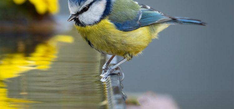 blue-tit-reflections-side-of-pool