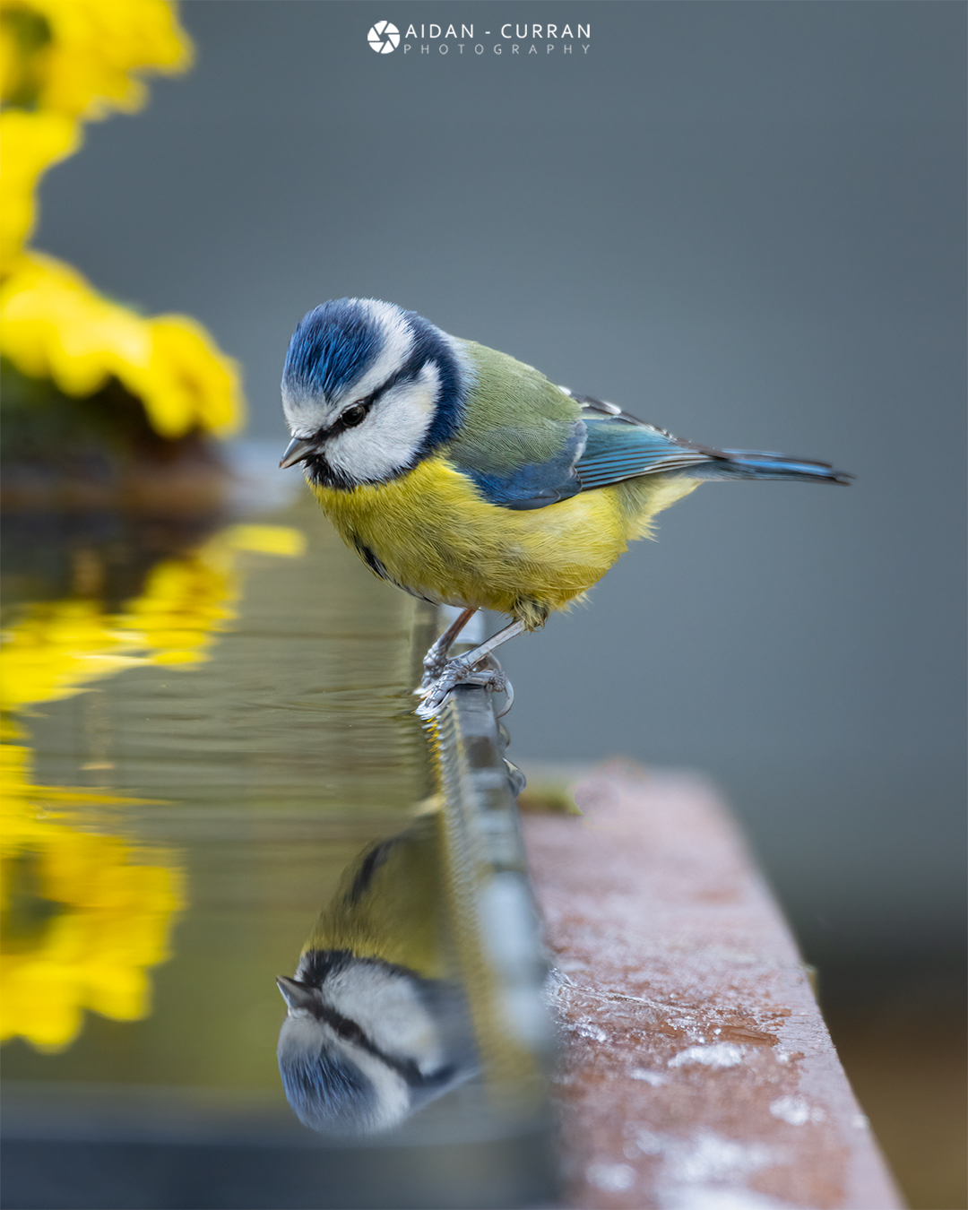 blue-tit-reflections-side-of-pool