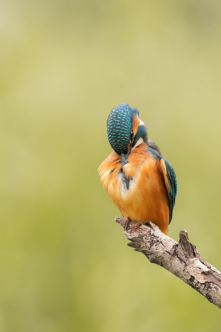 Kingfisher wildlife Ireland