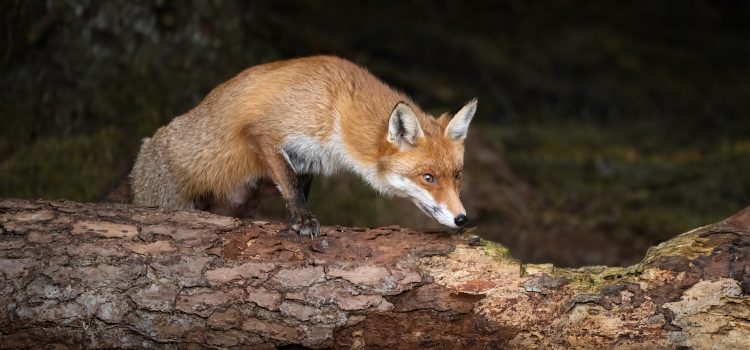 Red Fox in Ireland