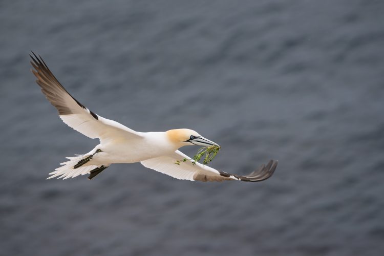 Gannet Saltee Islands