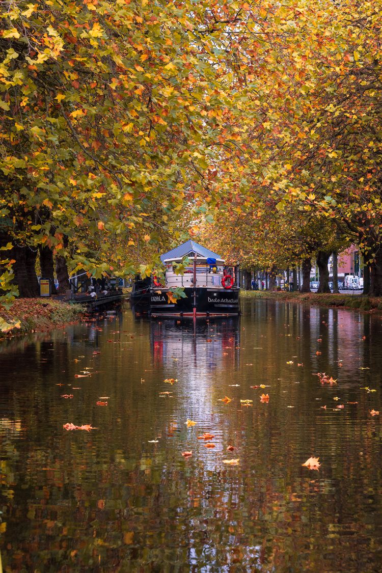 Autumn grand canal dublin