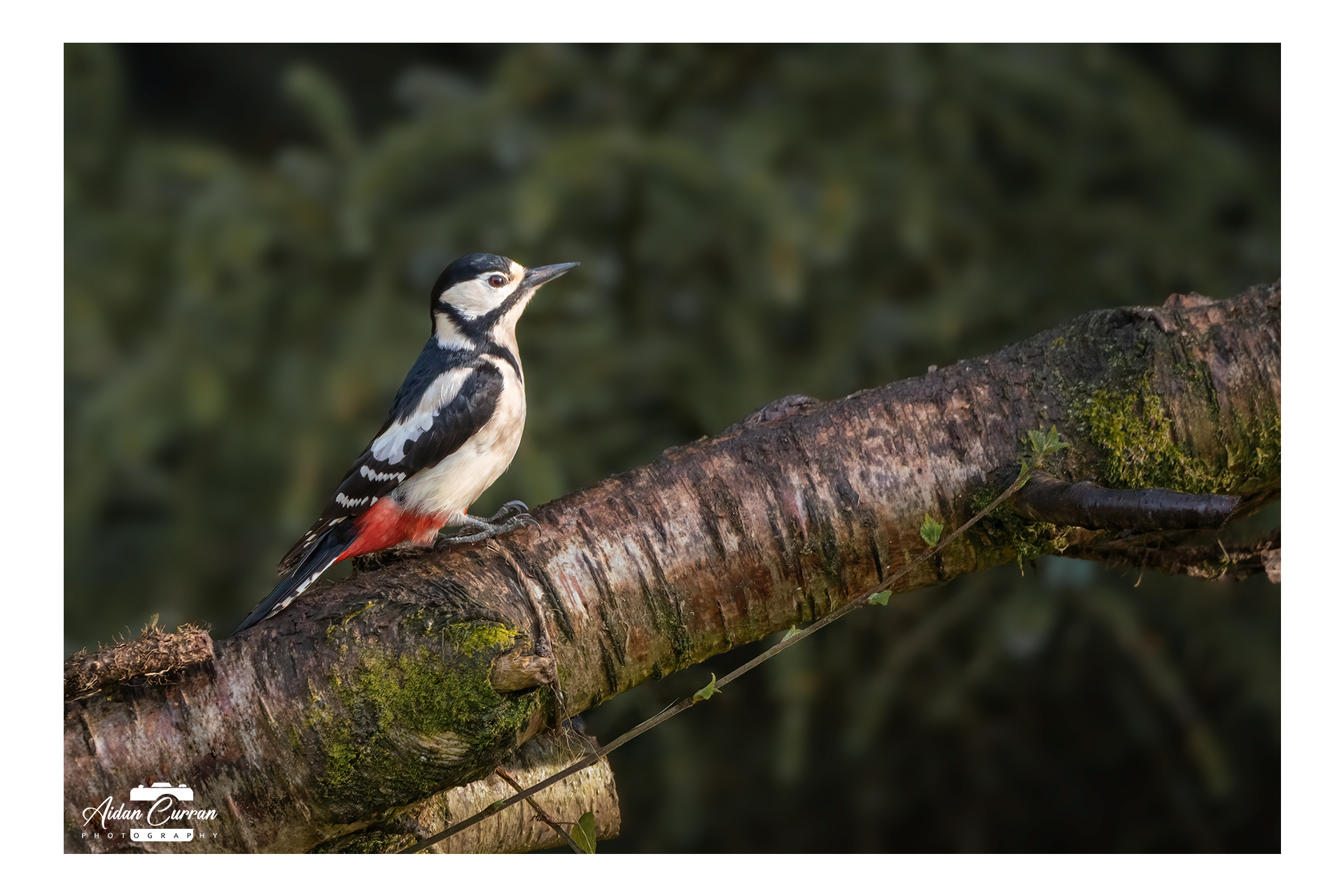 great spotted woodpecker mullingar