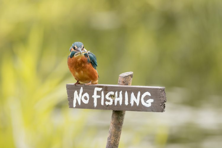 Kingfisher on no fishing sign ireland
