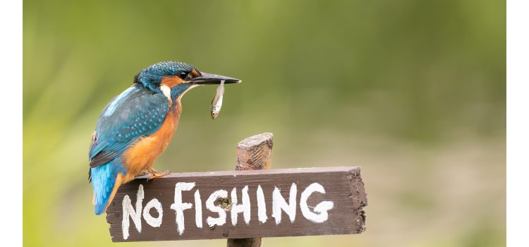 kingfisher on no fishing sign in ireland