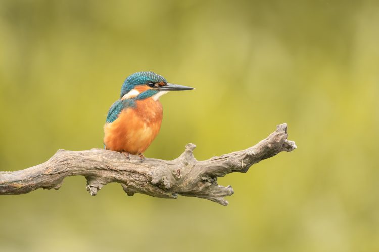 Kingfisher wildlife photography ireland
