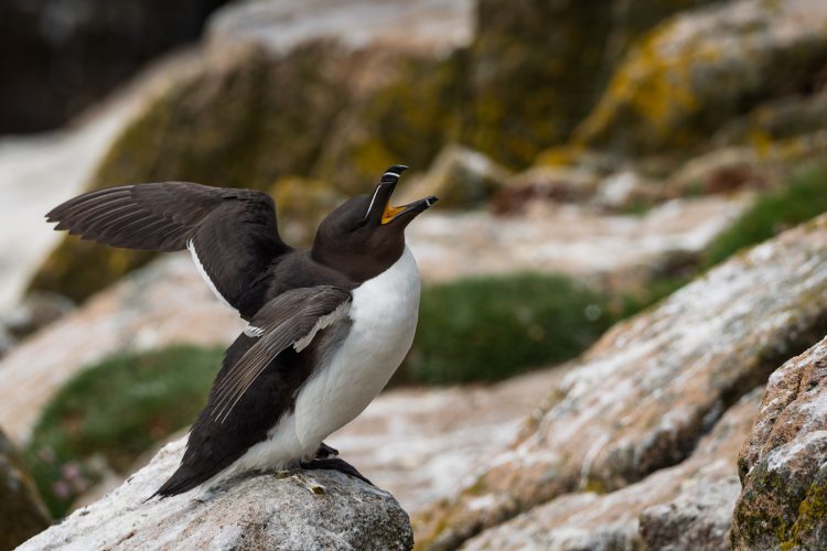 Razorbill Saltee Island