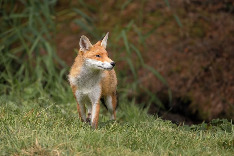 Red fox in ireland