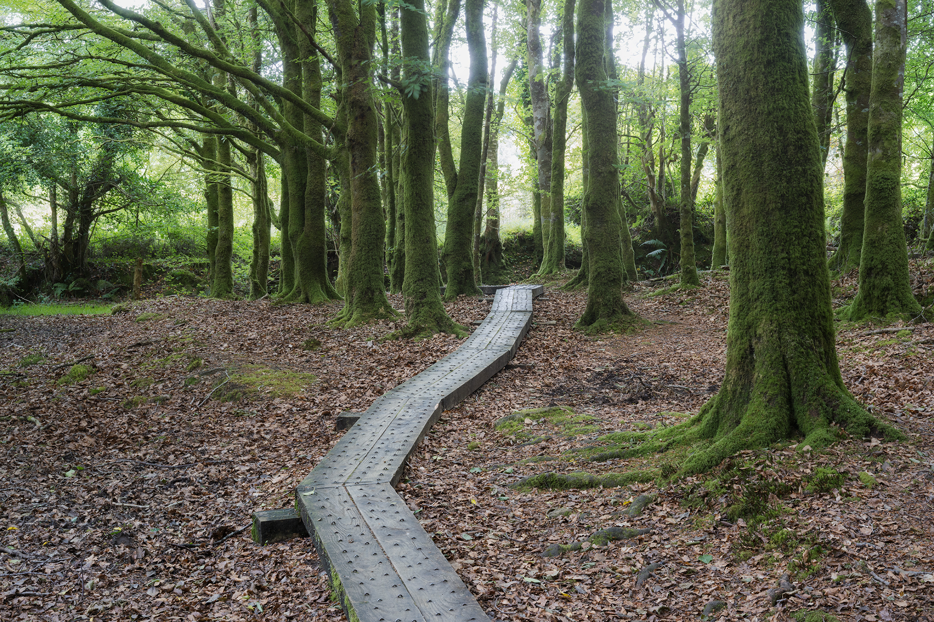 County Laois Photography Prints