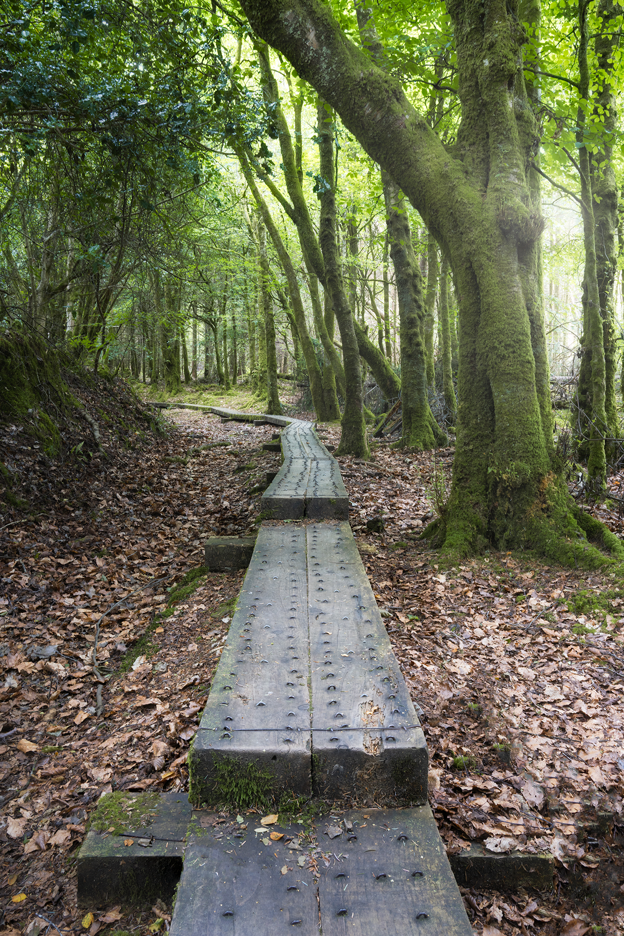laois photography prints