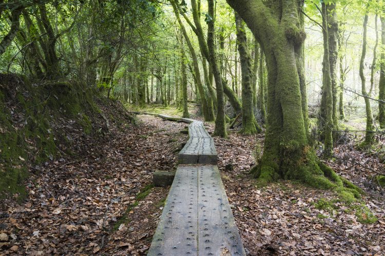 woodland photography Laois