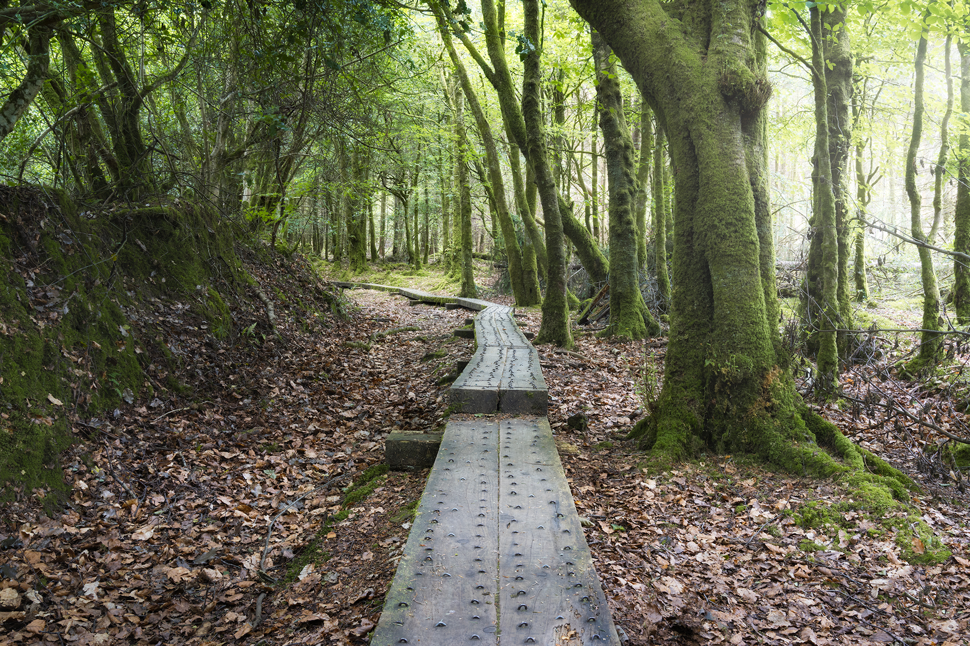 woodland photography Laois