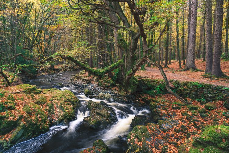 Shimna River Tollymore Forest Park Autumn