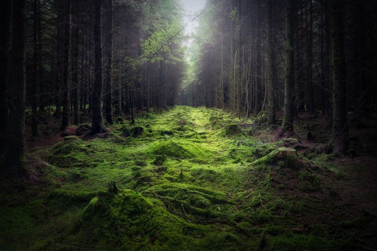 woodland slievebloom mountains Laois